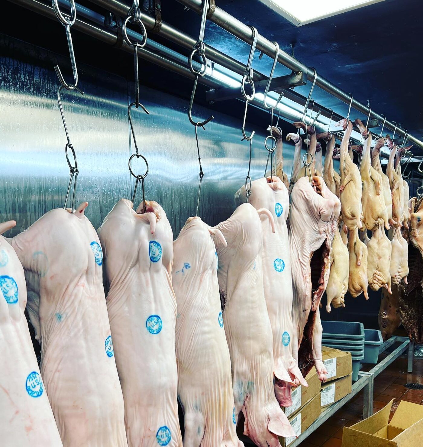 A rail of USDA-stamped whole pigs and hanging ducks in the shop's cold room